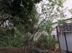 高雄鳥松方正農地