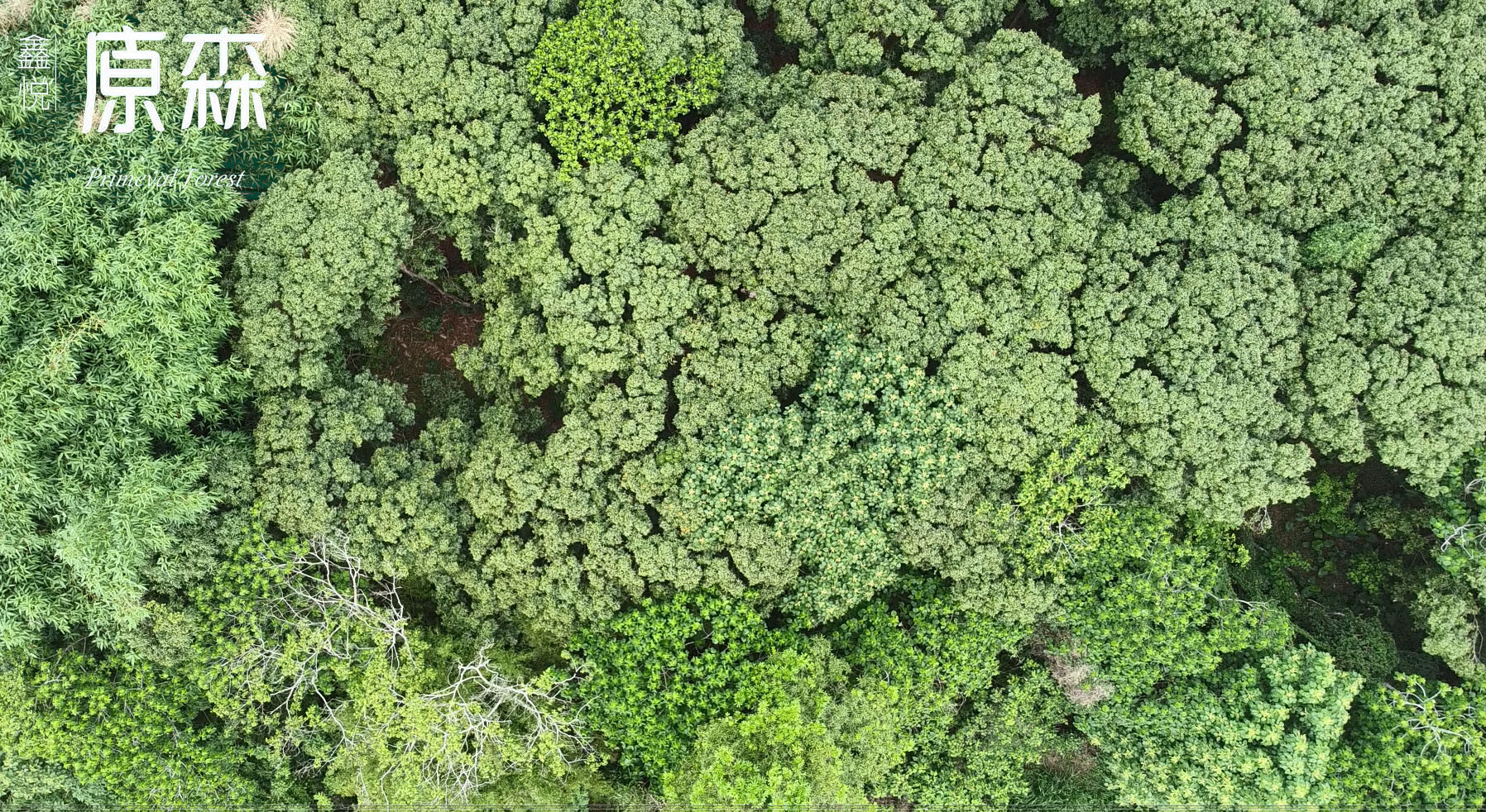 鑫悅原森